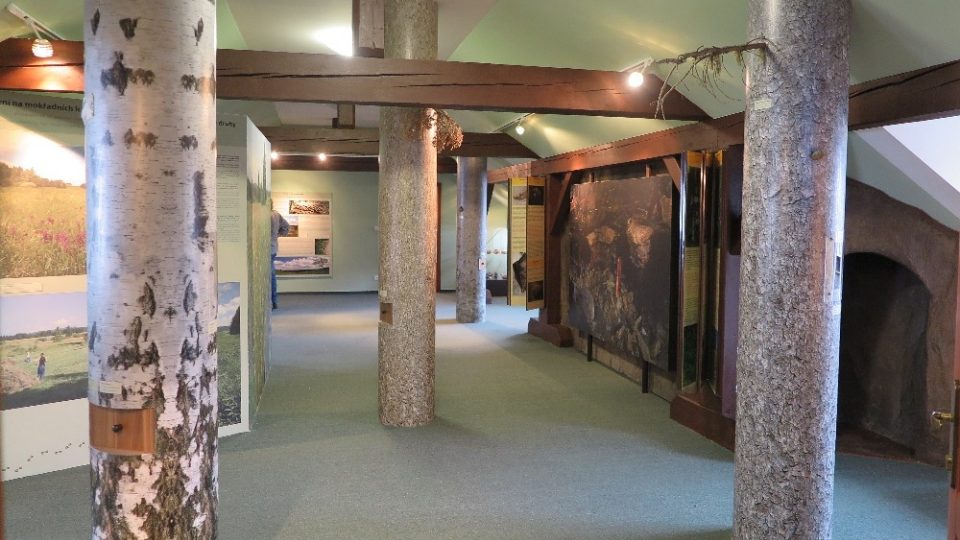 Stromy ukrývají šuplíčky pro zvídavé | foto: Pavel Halla Stromy ukrývají šuplíčky pro zvídavé