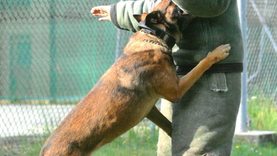 Policejní pes s figurantem