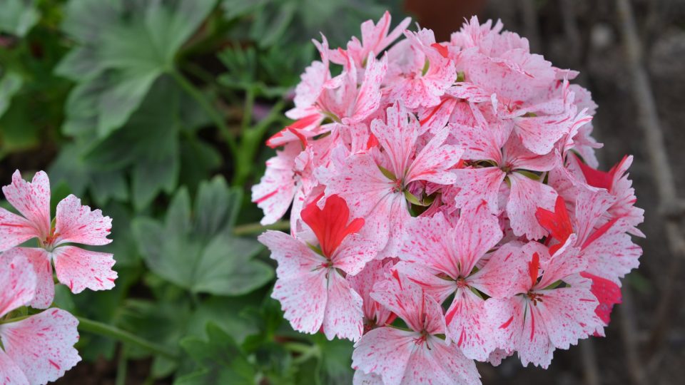 Květy pelargonií mají nepřeberné množství barev, tvarů, velikostí