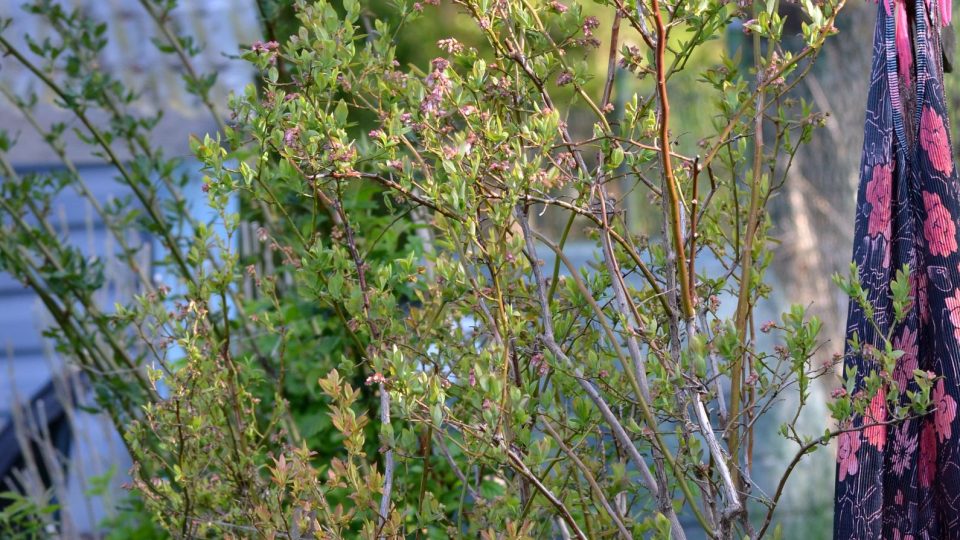Keříky kanadských borůvek mohou dorůst do výšky 2 metrů