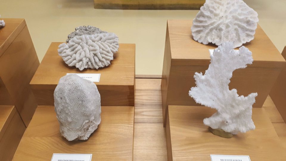Detail sbírky korálů