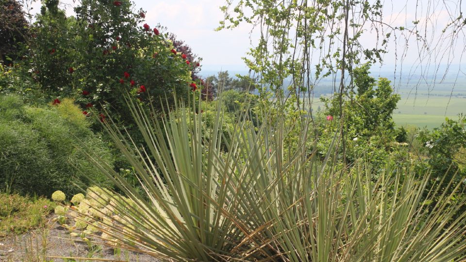 Arboretum Makču Pikču je neobvyklou zahradou