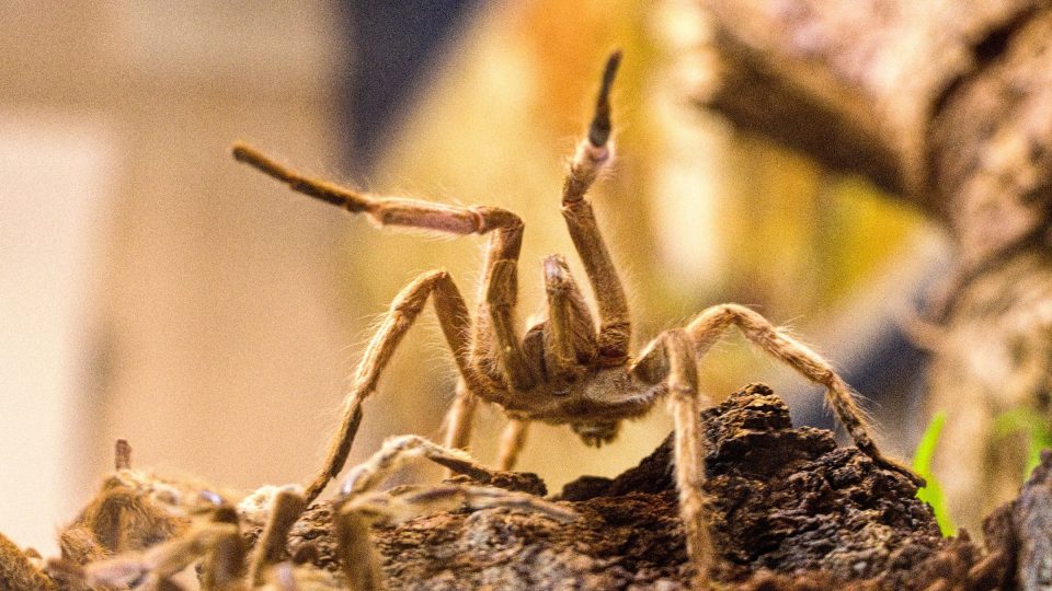 Chloupky některých pavoukovců mohu při preparaci způsobit kožní problémy