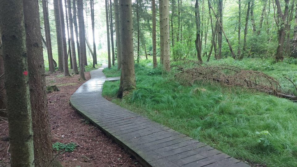 Cesta Vodárenským lese vede po dřevěných chodníčcích