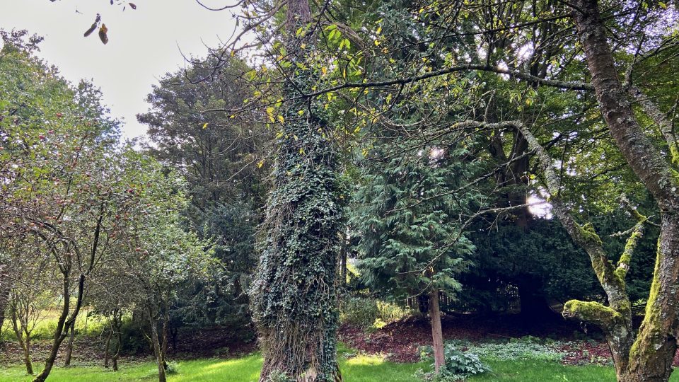 Torzo jednoho z nejstarších stromů v zámeckém parku