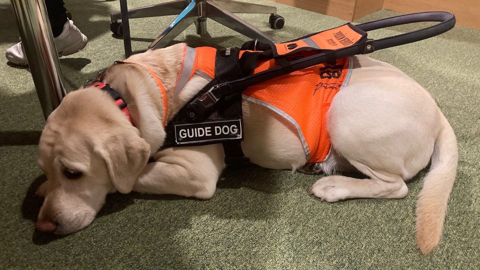 Vodící fenka Femi | foto: Michaela Vondráčková, Český rozhlas Vodící fenka Femi