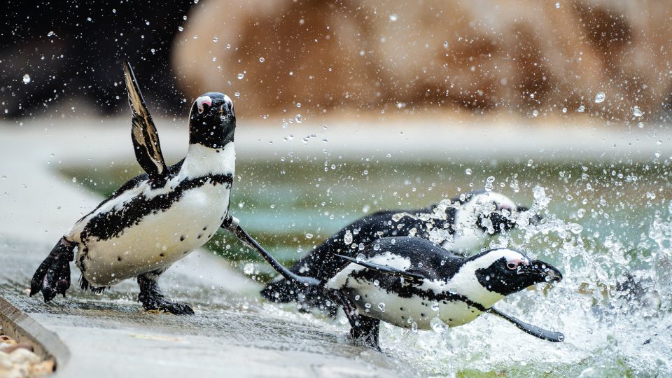 Safari Park Dvůr Králové - tučňáci brýloví