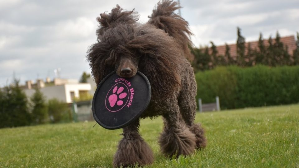 Agility Sezemice | foto: Agility Sezemice Agility Sezemice