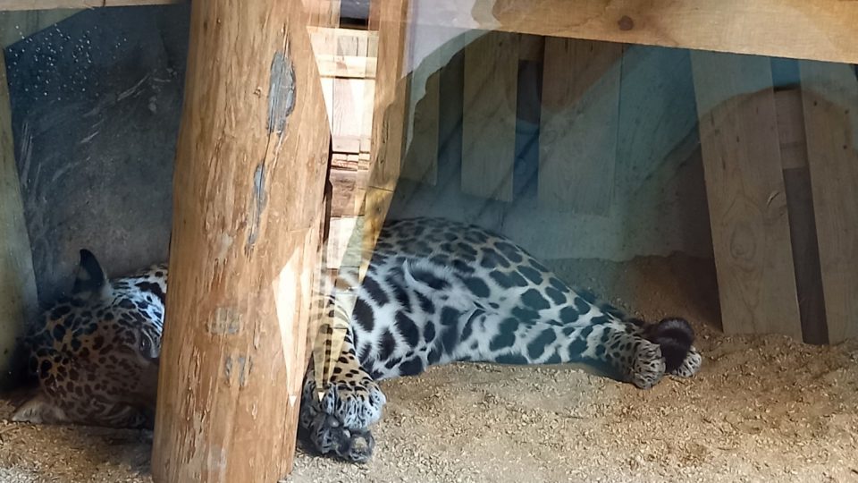 Jaguáří samice Juna odpočívá