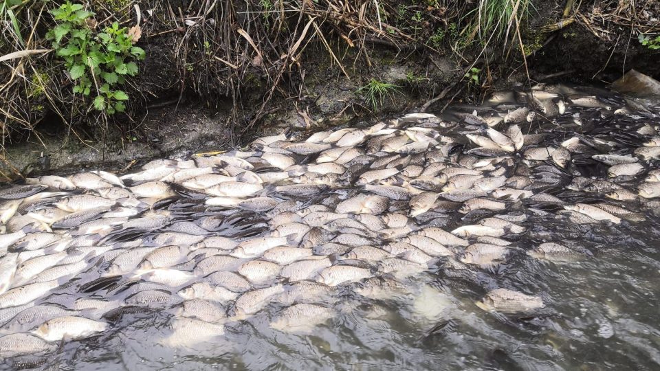Výtěr karasů stříbřitých | foto: Pavel Vrána Výtěr karasů stříbřitých