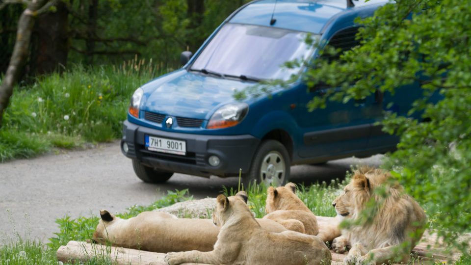 Safari Park Dvůr Králové - Lví safari