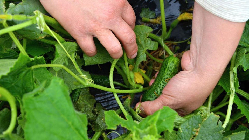 Okurky sbírejte opatrně, abyste nepoškodili šlahouny