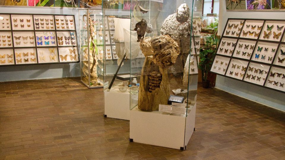 Expozici doplňují hmyzí stavby a odchytové pomůcky