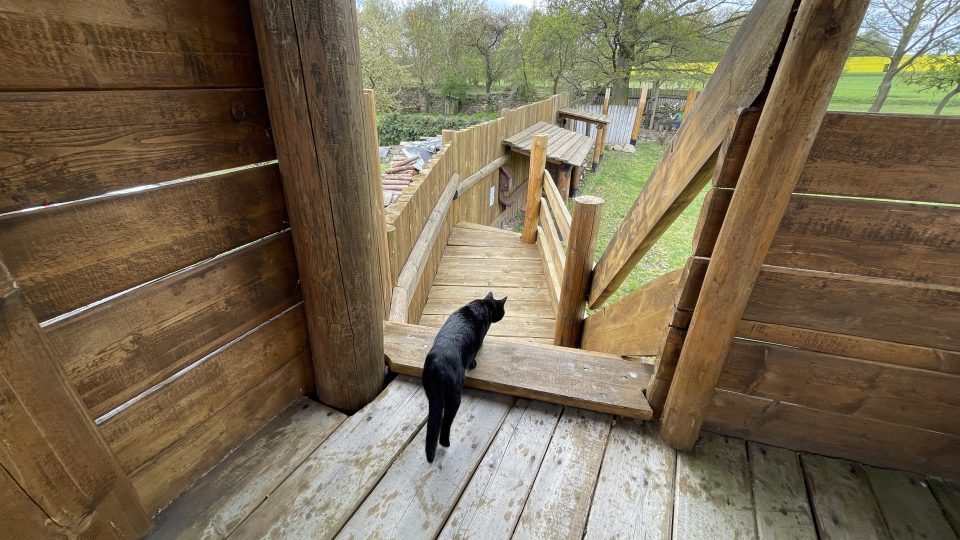 Doprovázet vás tady může černá kočka