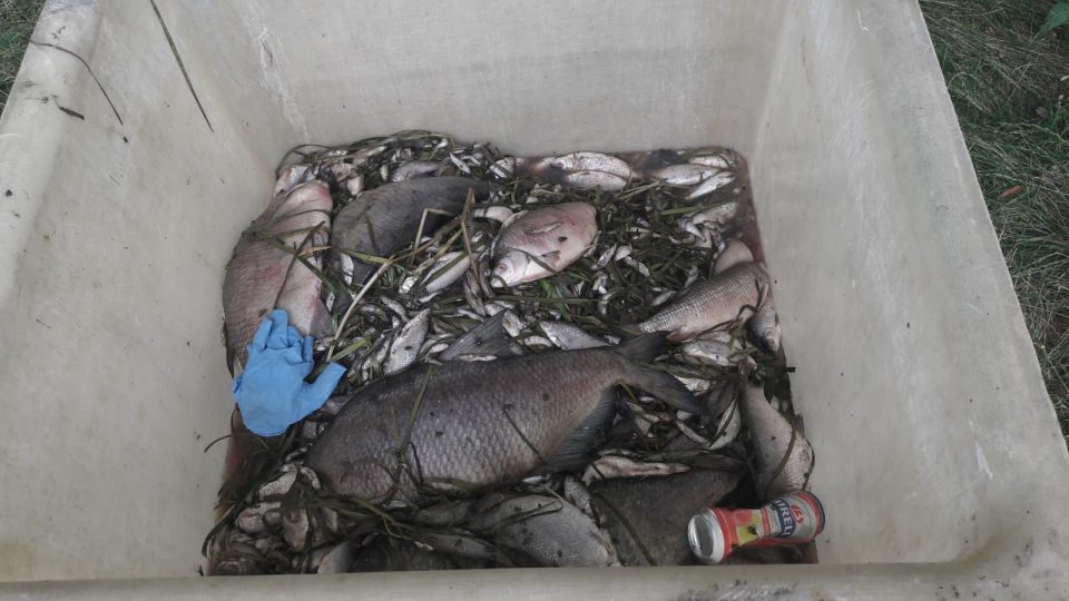 V řece Berounce došlo k úhynu několik stovek ryb