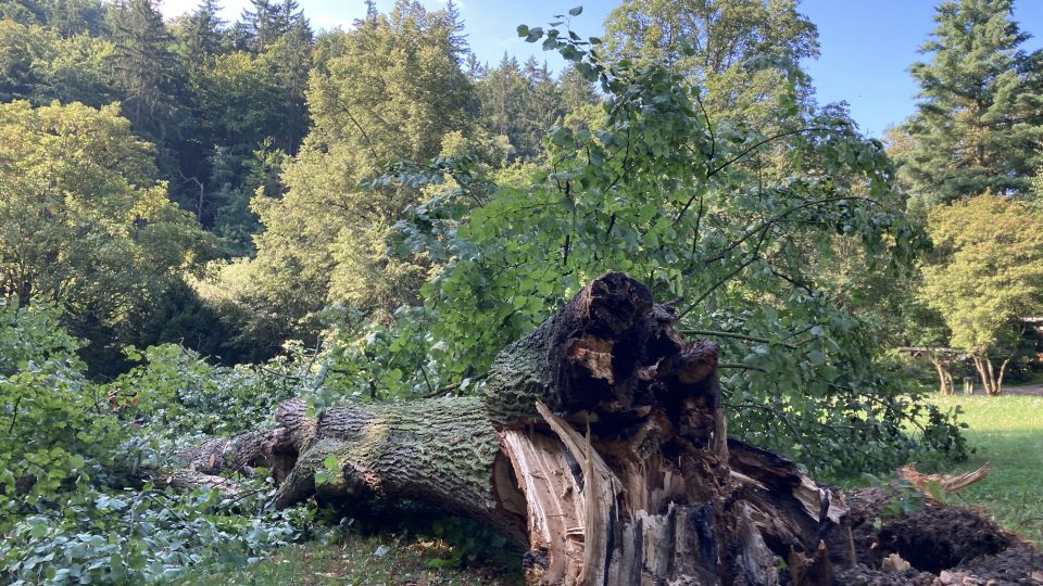 Lázeňské lesy a parky likvidují škody po bouřce z minulého týdne