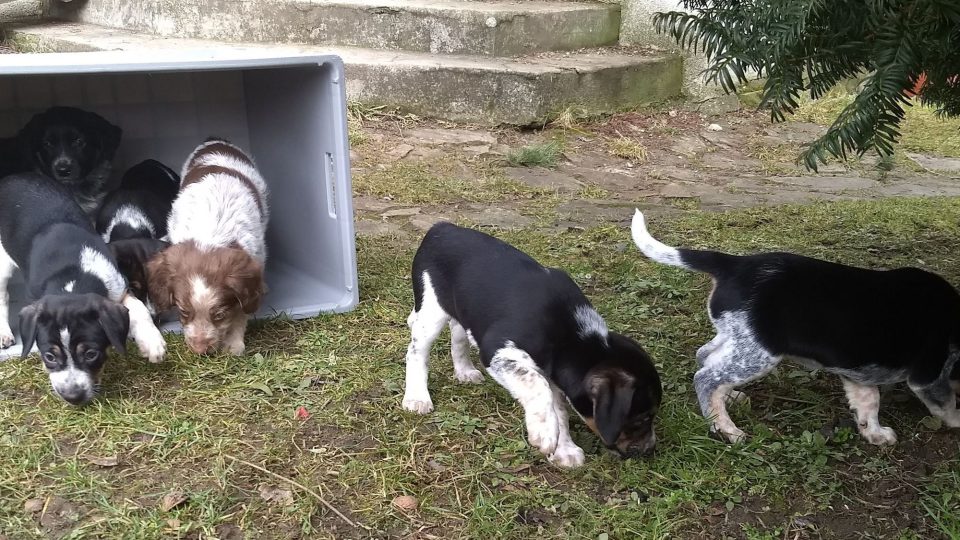 Doporučujeme nepodcenit výchovu od prvních okamžiků, kdy si domů přinesete štěně | foto: Jolana Nováková Doporučujeme nepodcenit výchovu od prvních okamžiků, kdy si domů přinesete štěně