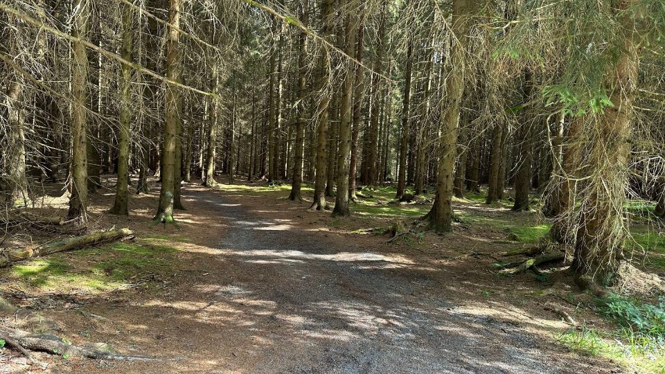 Cesta do přírodní rezervace Smraďoch vede lesem