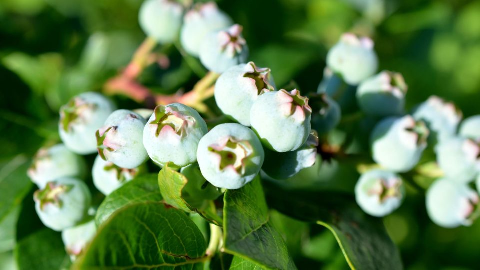 Za správnou péči se keře odmění bohatstvím plodů