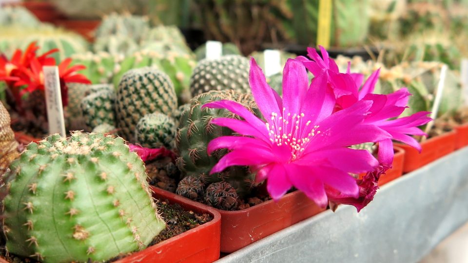 V létě kaktusy nejvíce kvetou, platí to o devadesáti procentech kaktusů