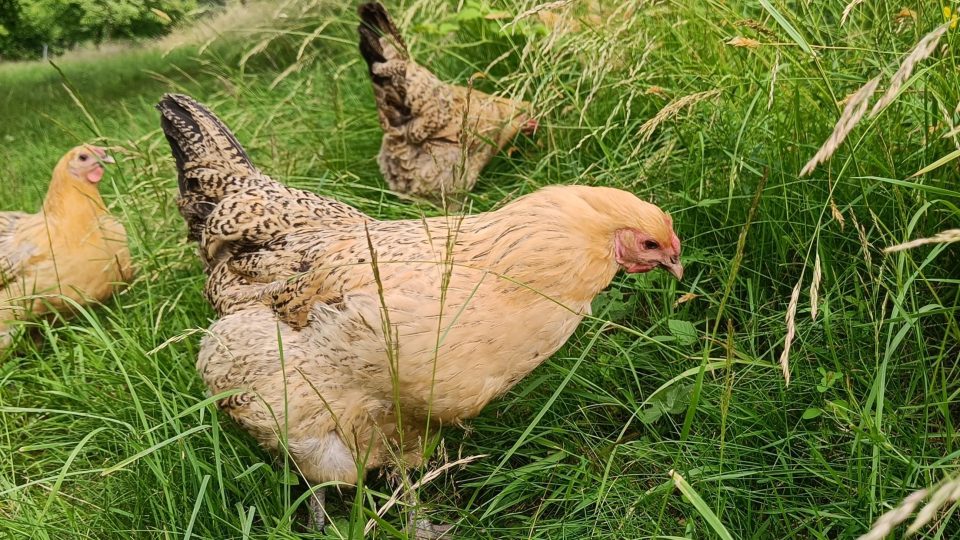 Slepice, plemeno šumavanka neboli zlatušky | foto: Olga Vonková Slepice, plemeno šumavanka neboli zlatušky