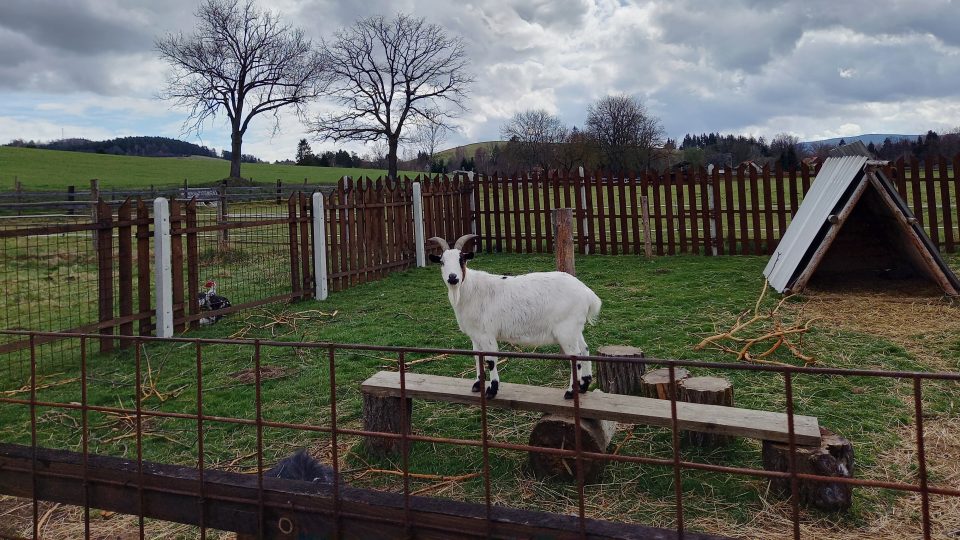 Pastvina – jedlý park a mini zoo