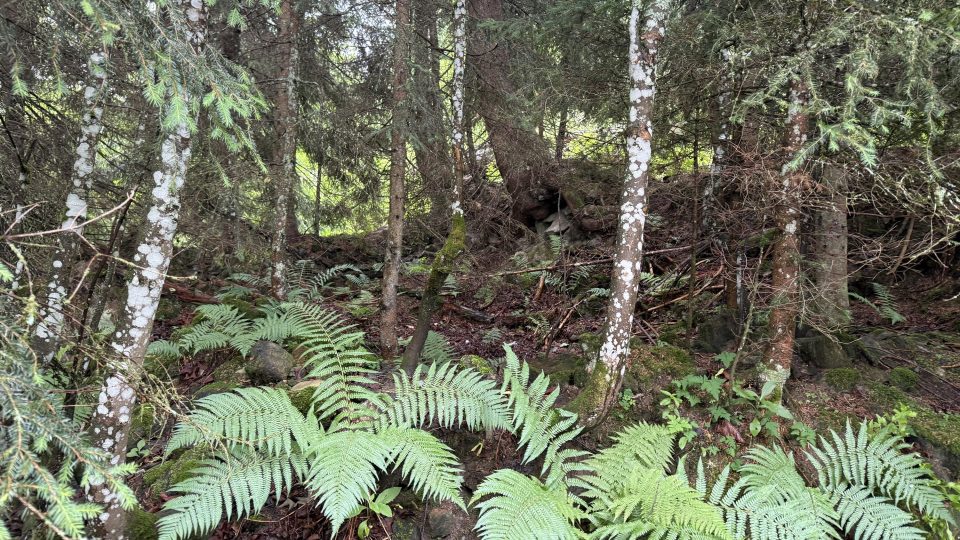 Po chytě zbyly jen drobné zbytky zdí | foto: Jan Dvořák Po chytě zbyly jen drobné zbytky zdí