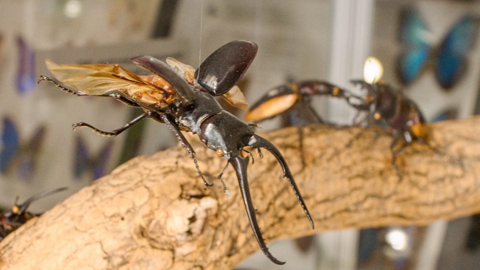Zlatohlávek, goliathus goliatus