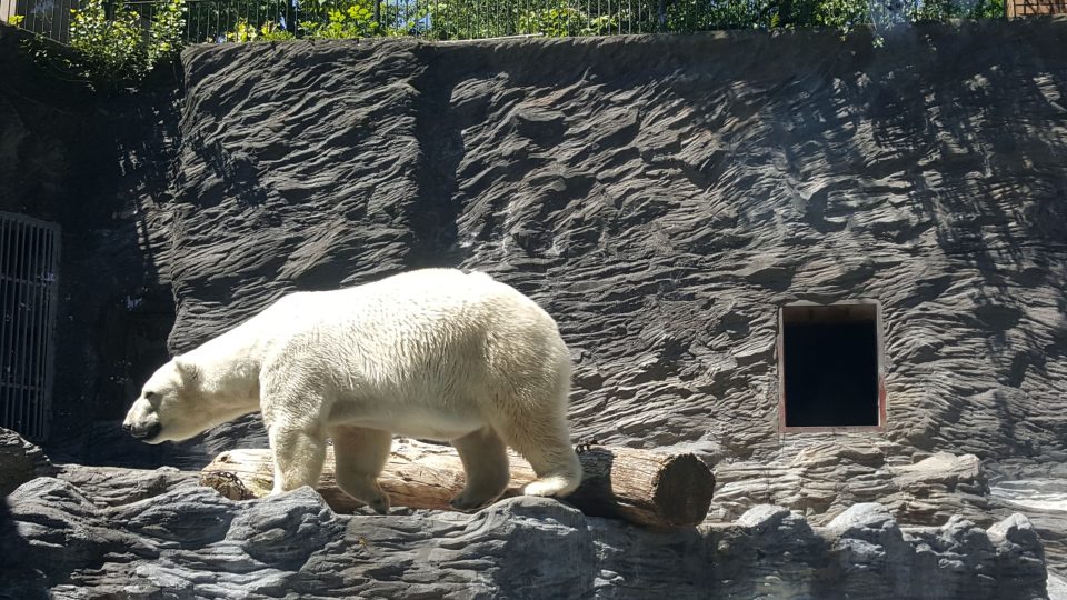 Dnes žijí v pražské zoo 3 lední medvědi, jedním z nich je Tom na snímku
