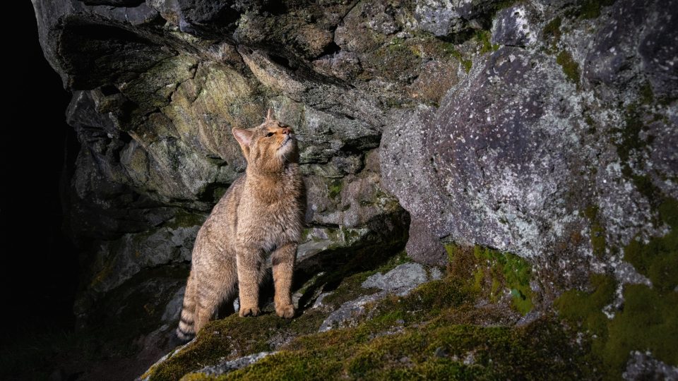 Tuto kočku divokou zachytila fotopast v Doupovských horách