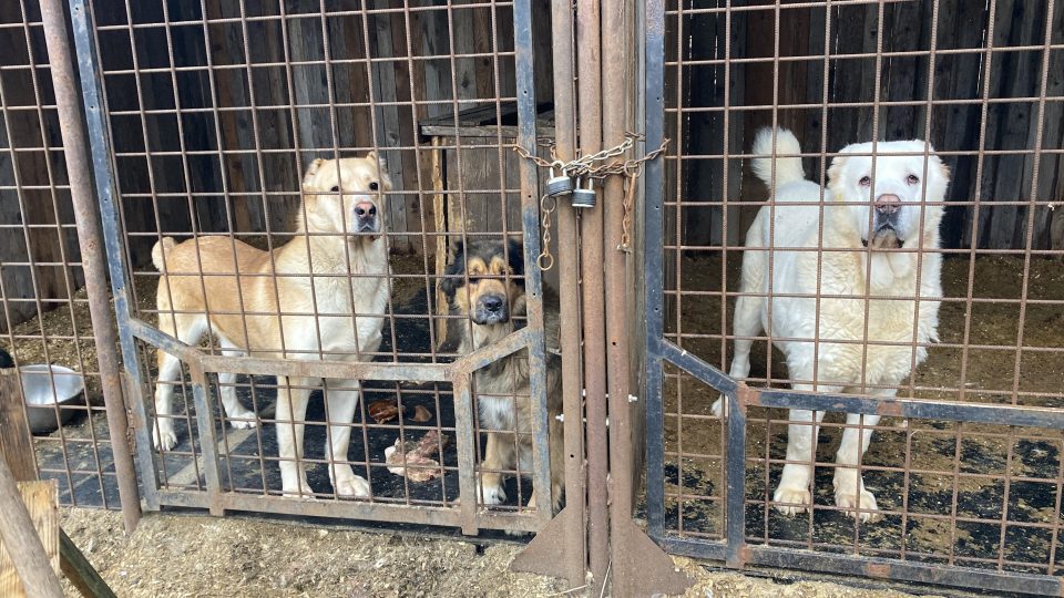 Opuštění psi u Českých Hamrů