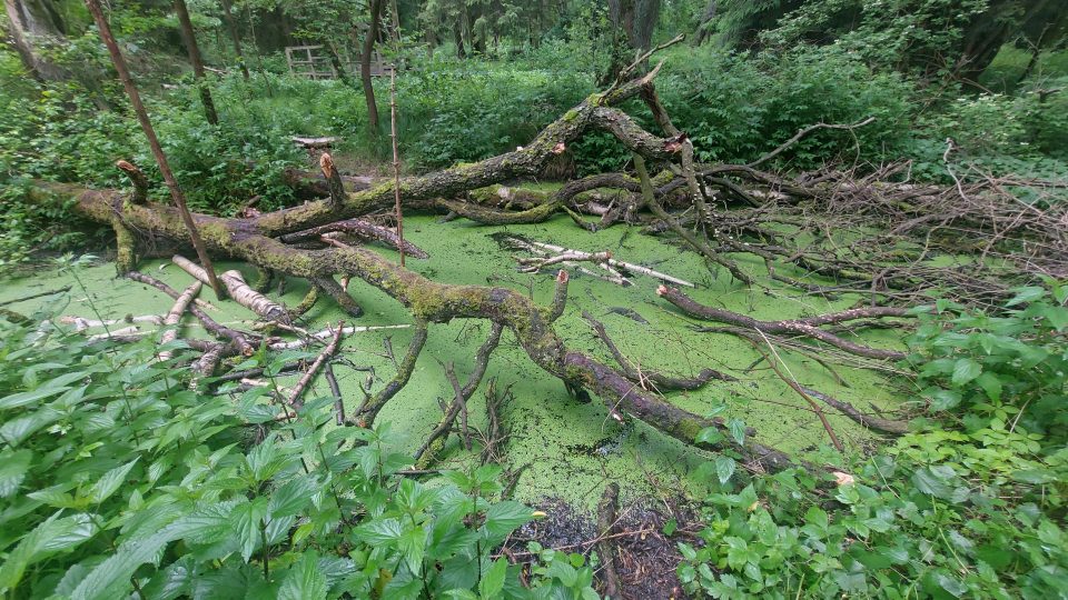 Cesta Vodárenským lesem nabízí zajímavé pohledy a téměř pralesní zákoutí