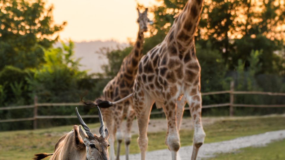 Safari Park Dvůr Králové  - procházka kolem velkých výběhů nabízí pohledy na mnoho druhů afrických kopytníků