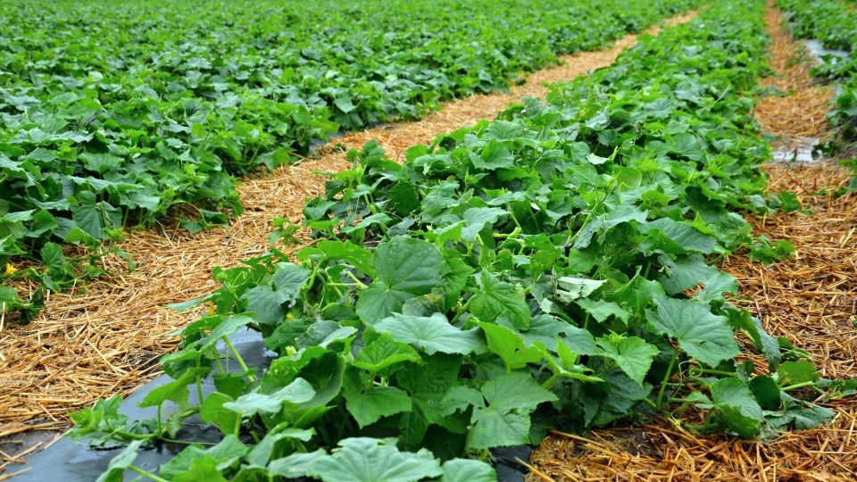 Na farmě ve Vraňanech pěstují okurky na fólii, mezi řádky leží sláma