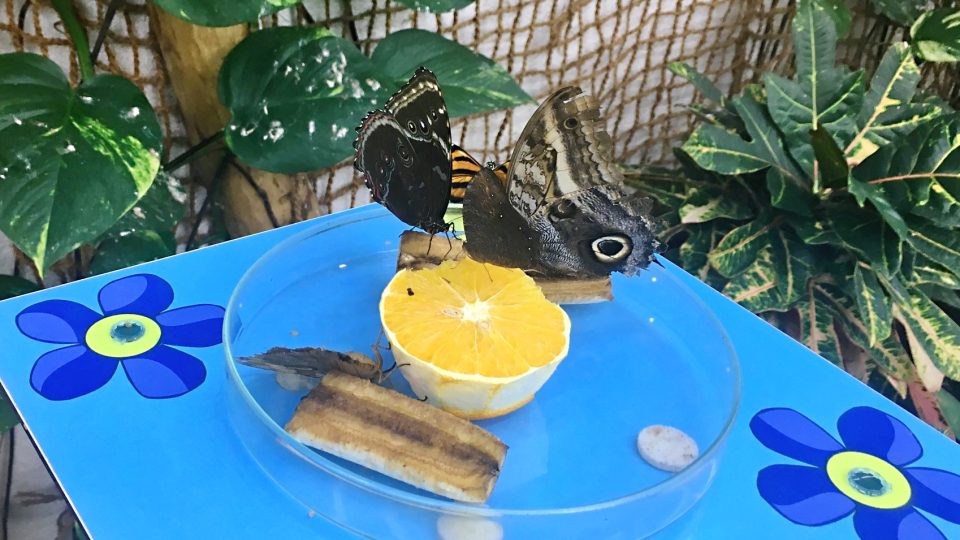 Kromě ovoce si motýli pochutnávají i na cukrové vodě.JPG