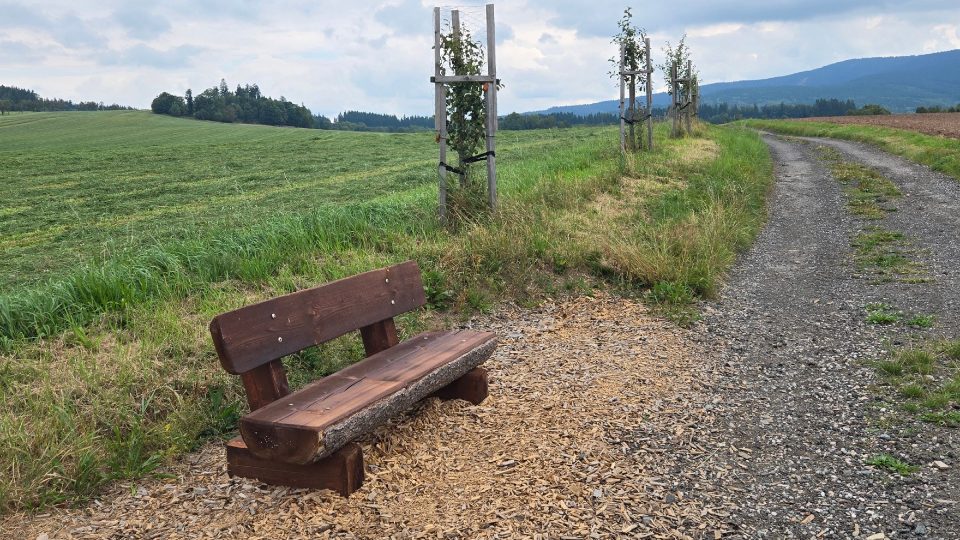 Cesta vede i nově vysázenou ovocnou alejí | foto: Vladislava Wildová, Český rozhlas Cesta vede i nově vysázenou ovocnou alejí