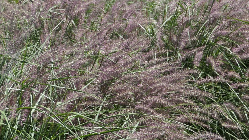 Pennisetum orientale Karley Rose