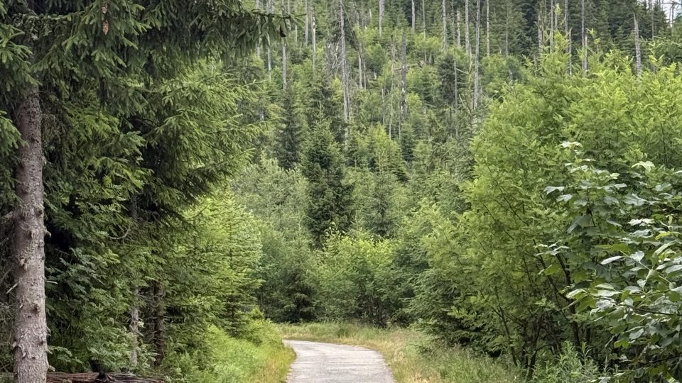 Cesta k Pramenům Vltavy | foto: Jan Dvořák Cesta k Pramenům Vltavy