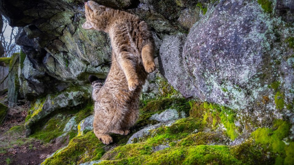 Tuto kočku divokou zachytila fotopast v Doupovských horách