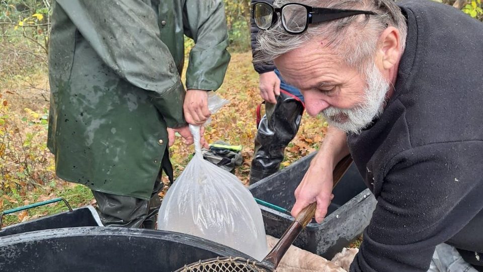 Výlov chovného rybníka s karasem obecným | foto: Pavel Vrána Výlov chovného rybníka s karasem obecným