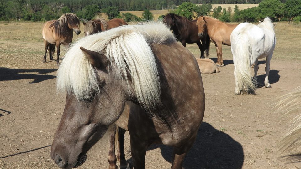 Islandští koně Anny Dives z Mileva