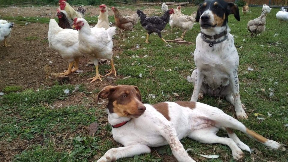Český strakatý pes je vždy tříbarevný | foto: Jolana Nováková Český strakatý pes je vždy tříbarevný
