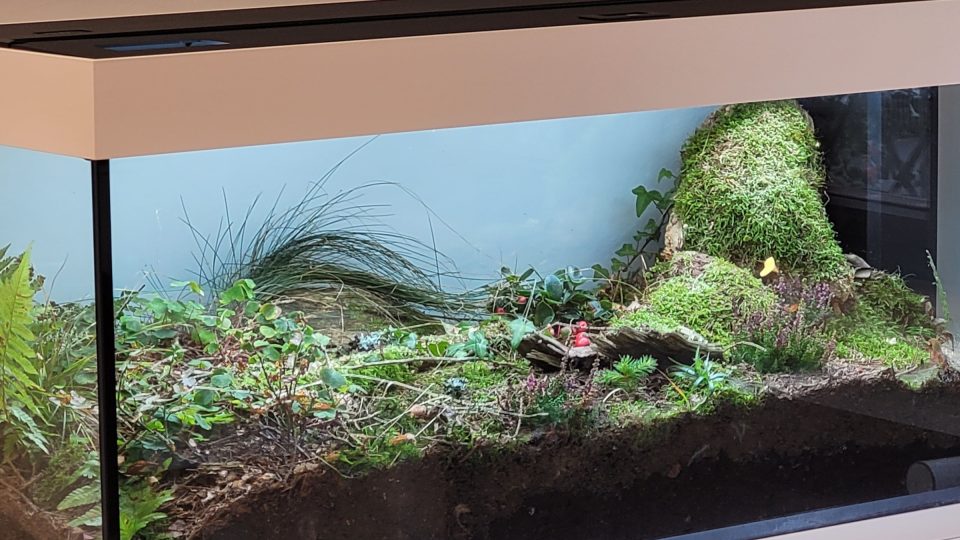 Výstava živé přírody představuje i skutečné biotopy, včetně těch nejdrobnějších | foto: Miroslav Kobza, Český rozhlas Výstava živé přírody představuje i skutečné biotopy, včetně těch nejdrobnějších