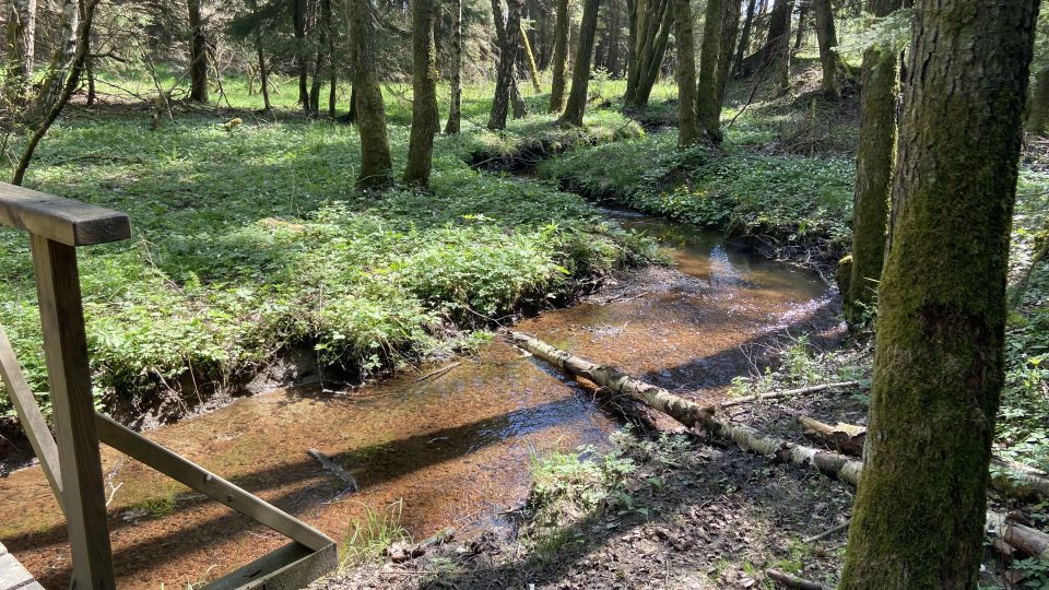 Panský potok | foto: Jana Strejčková, Český rozhlas Panský potok
