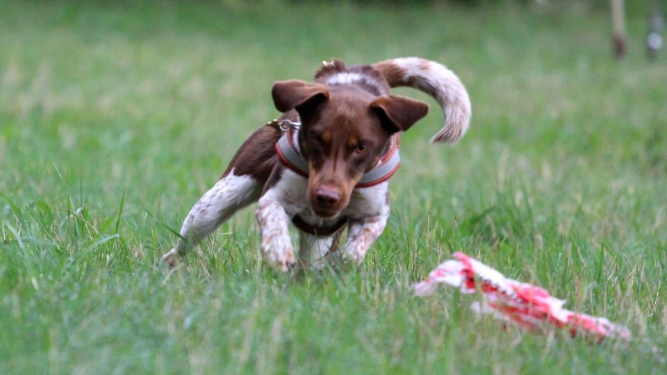 Strakáč je pes veselé a temperamentní povahy