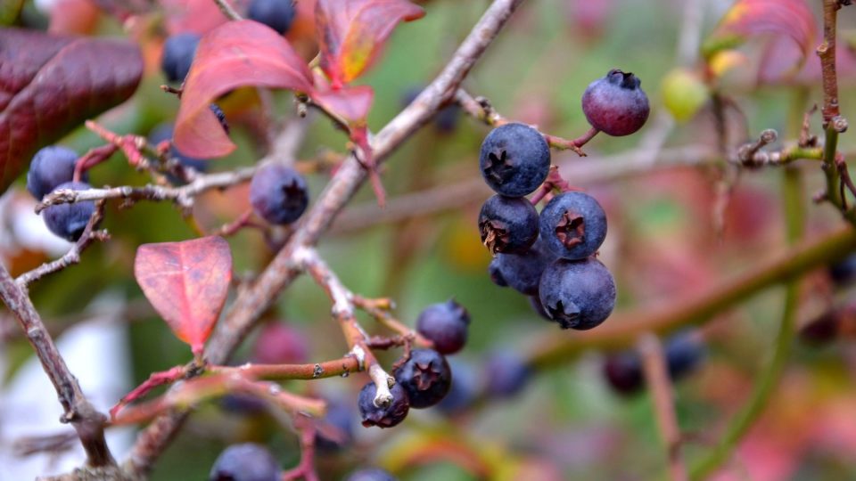 Na podzim se listy kanadských borůvek barví do oranžovo-červena