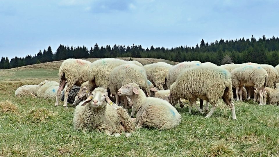 Hlídací psi jsou vycvičení na hlídání ovcí, sami na nikoho nezaútočí, pouze pokud by se objevil predátor, začnou hlídat