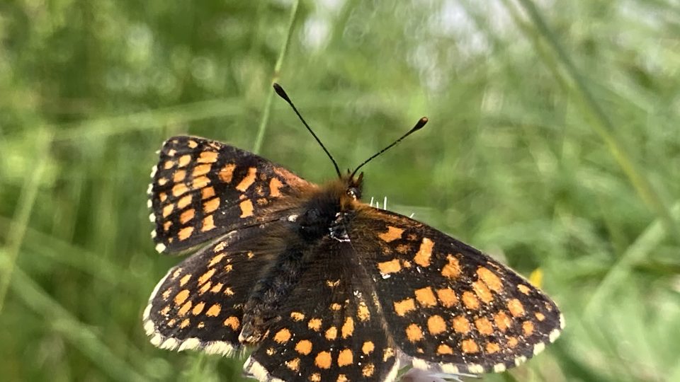 Motýlí louka u Mnichova	ve Slavkovském lese