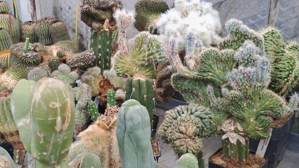 Sbírka Otakara Potyky zahrnuje také kristátní formy kaktusů