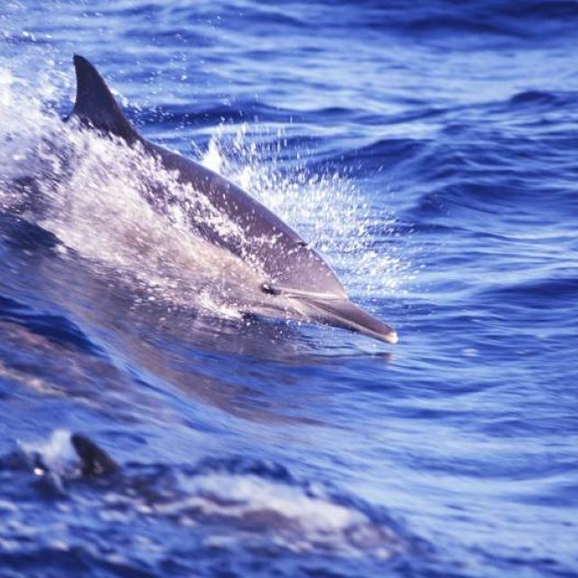 Delfín | foto:  Isifa/Getty Images